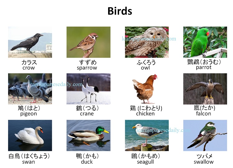 Japanese vocabulary on birds - Japanese words by theme