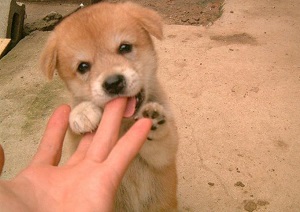 Japanese idiom 飼い犬に手を噛まれる 